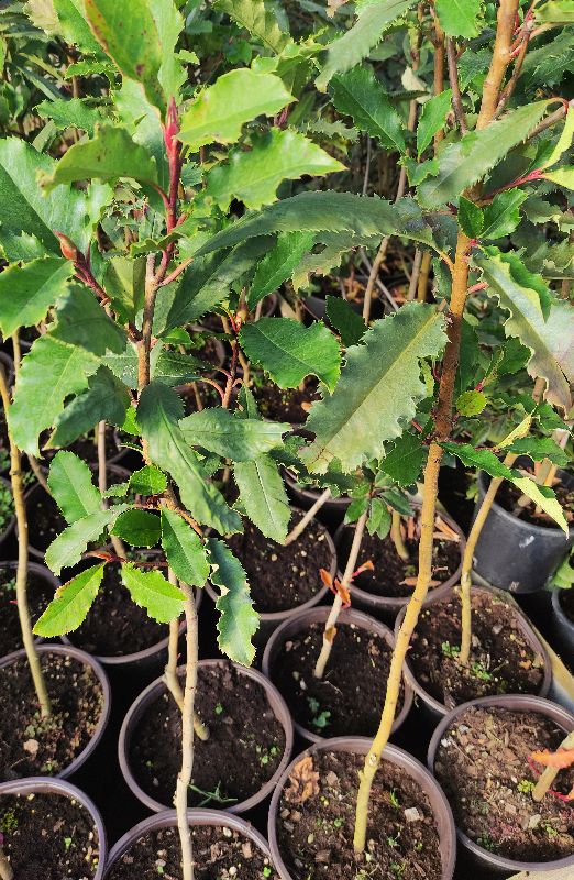 Photinia 'Crunchy' na kmienku 